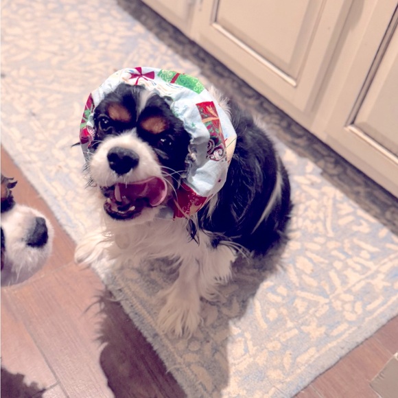 SNOOD Long Eared Dog Hat for Mealtime & Feeding - Picture 13 of 17